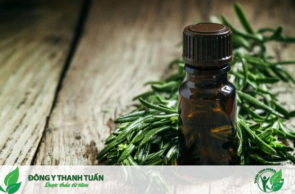 Sử dụng tinh dầu tràm để điều trị bệnh hôi miệng tại nhà