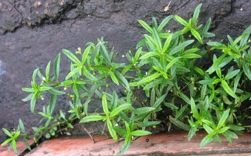 Bài thuốc chữa viêm xoang hiệu quả nhất từ cỏ the