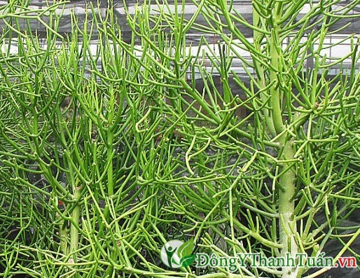 Bài thuốc chữa viêm xoang mãn tính từ cây giao