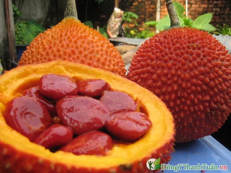 Bài thuốc chữa viêm xoang từ hạt gấc