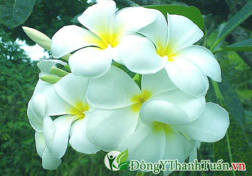 Bài thuốc chữa viêm xoang từ hoa sứ