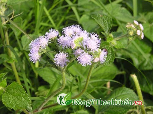 Hoa ngũ sẵc là vị thuốc chữa viêm xoang trẻ em