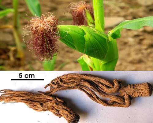 Thuốc chữa bệnh viêm xoang từ râu ngô và rễ dương quy