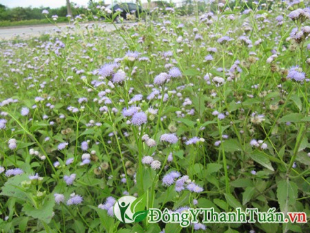 Thuốc chữa viêm xoang trẻ em từ hoa ngũ sắc