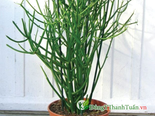 Cách chữa viêm mũi dị ứng từ cây giao