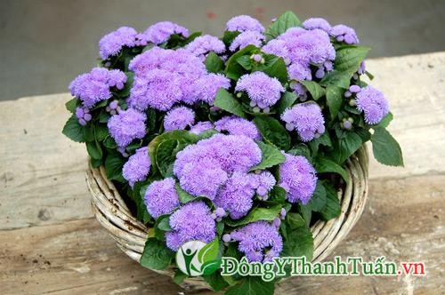 cách chữa viêm xoang bằng cây ngũ sắc 1