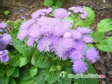 cách chữa viêm xoang bằng cây ngũ sắc