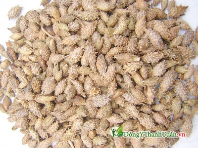  cách chữa viêm xoang bằng ké đầu ngựa 2