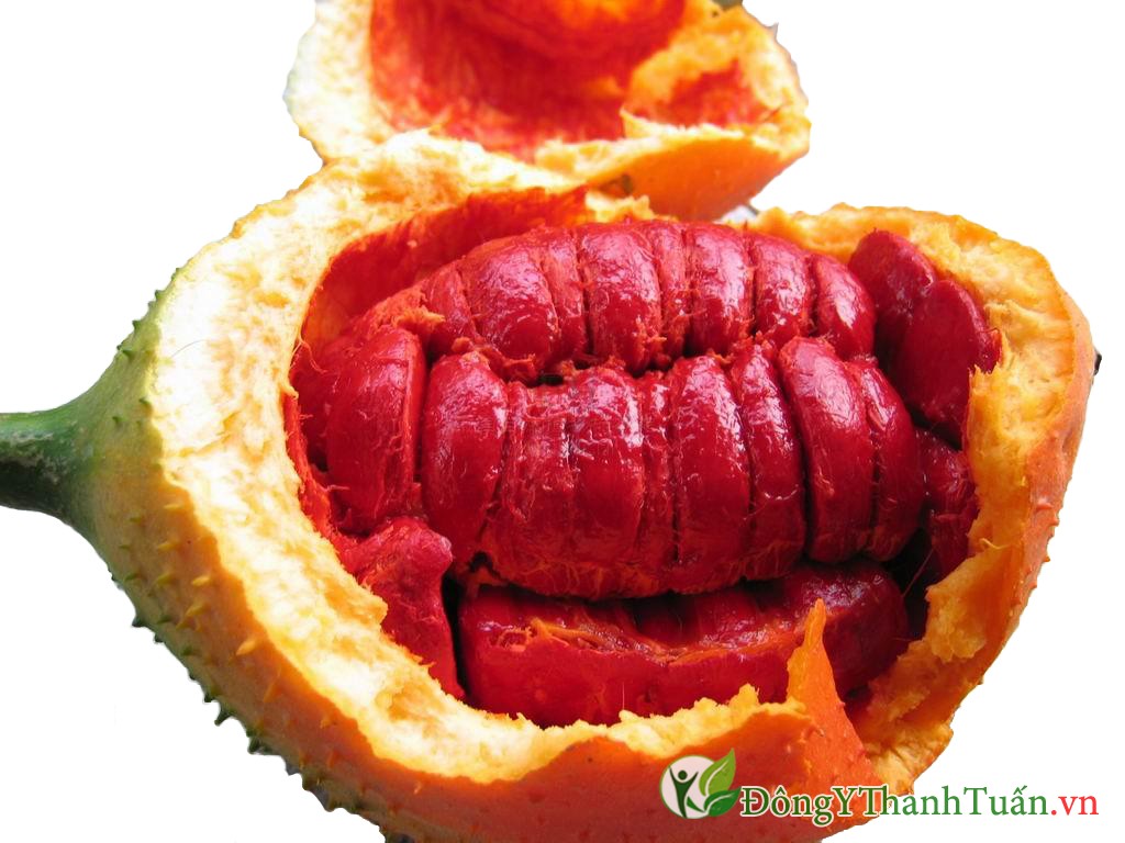 cách chữa viêm xoang hiệu quả từ gấc 2