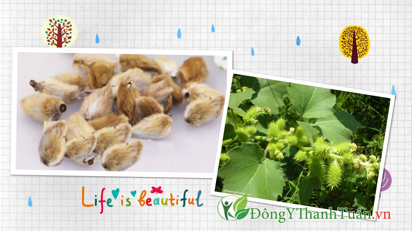 cách chữa viêm xoang tận gốc 02
