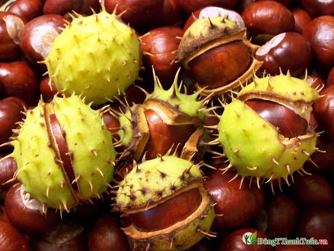 Cách điều trị bệnh giãn tĩnh mạch chân bằng cây dẻ ngựa