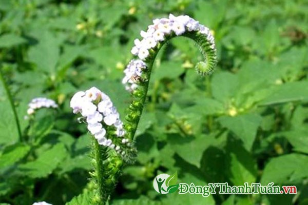 Cách trị viêm mũi dị ứng bằng hoa vòi voi