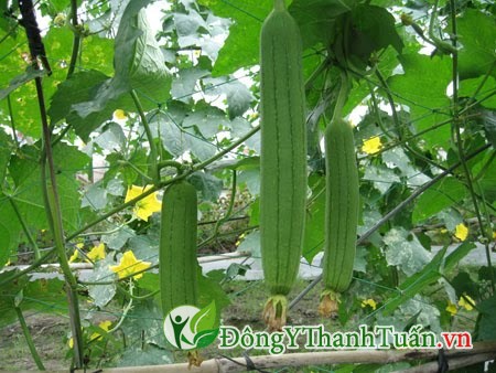 Cách trị viêm mũi dị ứng hiệu quả từ dây mướp