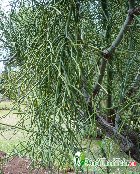 cây giao trong dân gian chữa được bệnh viêm xoang.