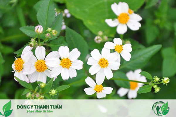 Chữa viêm đa xoang bằng hoa xuyến chi