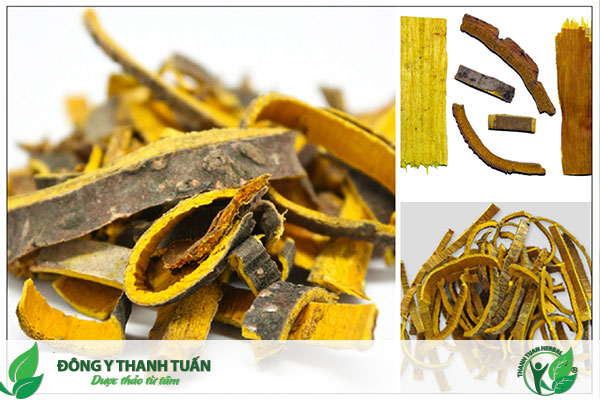 Chữa viêm đa xoang bằng thuốc nam hoàng bá