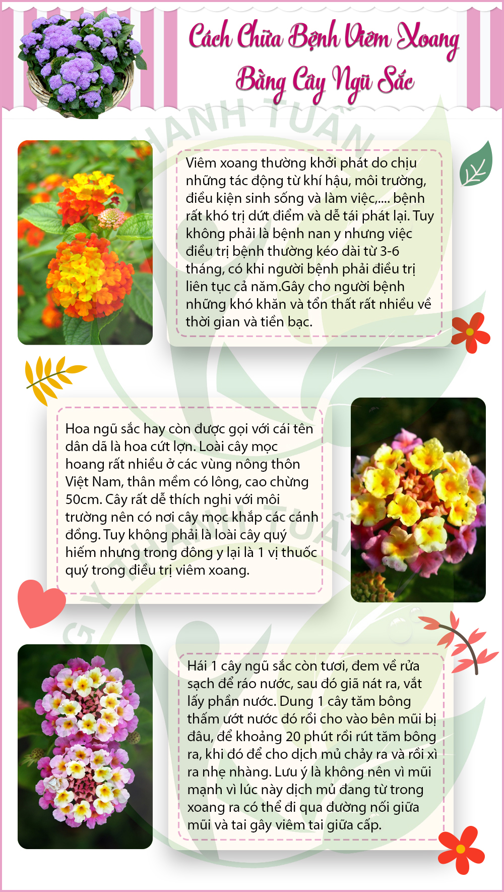 chữa viêm xoang bằng cây ngũ sắc