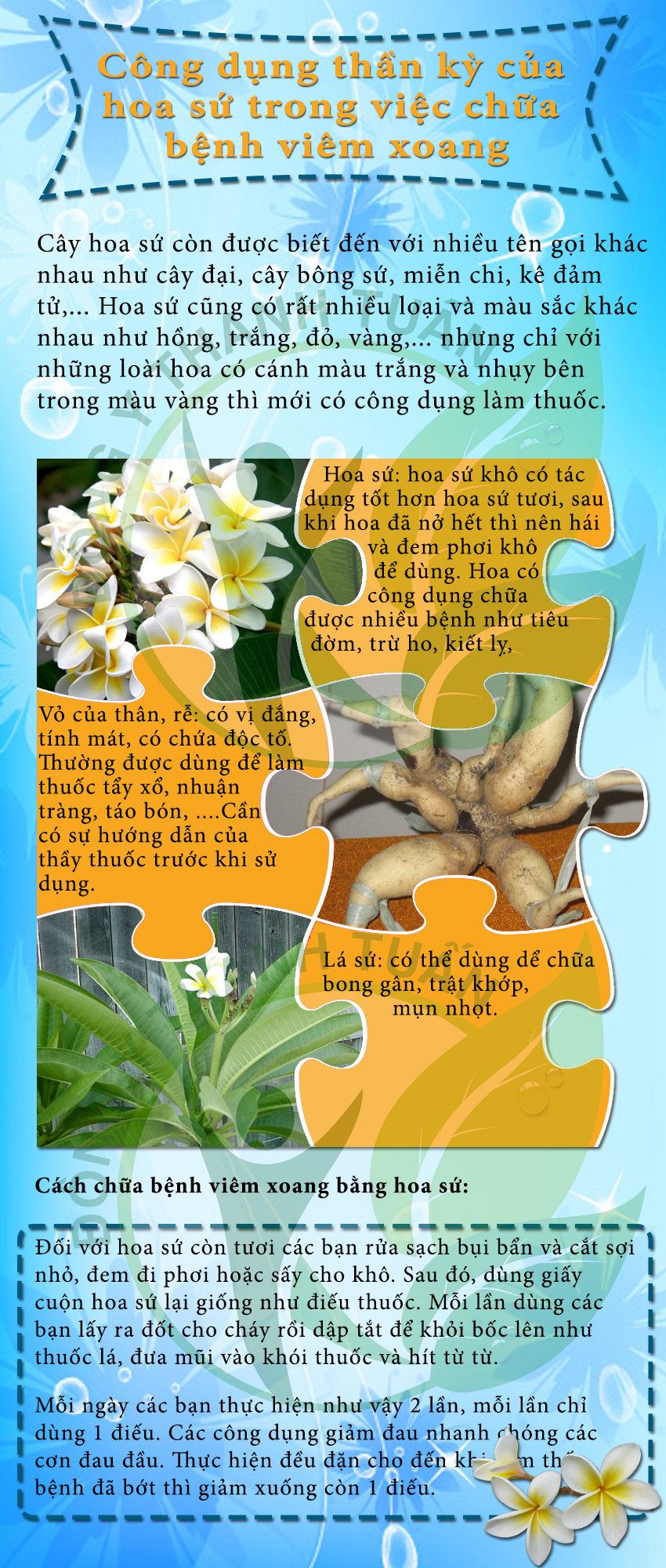 chữa viêm xoang bằng hoa sứ