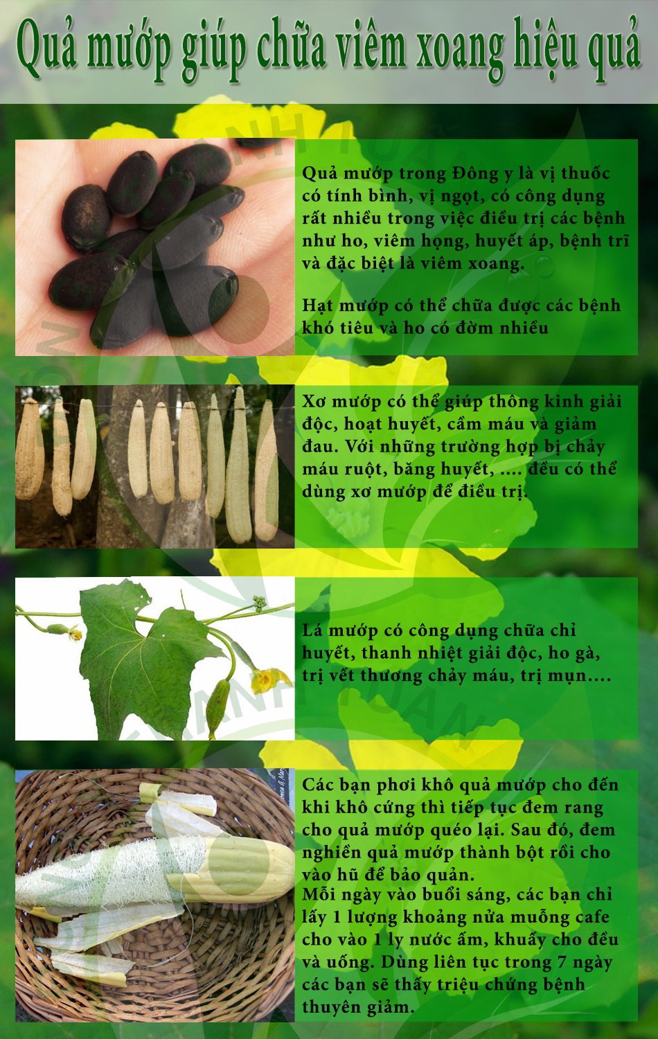 chữa viêm xoang bằng quả mướp