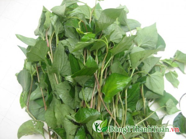 Điều trị viêm mũi dị ứng bằng rau diếp cá
