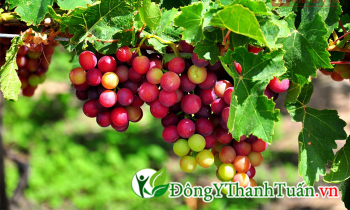giãn tĩnh mạch chi dưới nên ăn gì 02