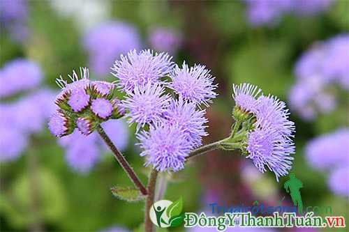 giúp bạn chữa viêm mũi dị ứng bằng thuốc nam
