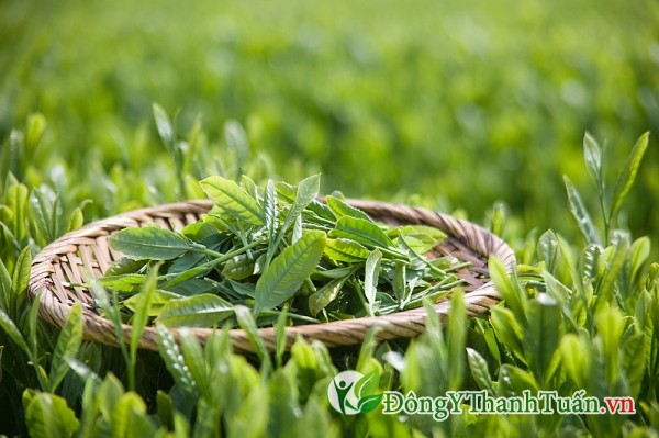lá trà xanh là cách chữa viêm xoang bằng đông y