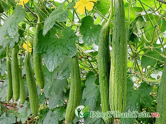 mướp là cách chữa viêm xoang hiệu quả