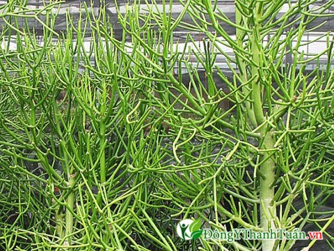 Phương pháp chữa viêm xoang bằng cây giao