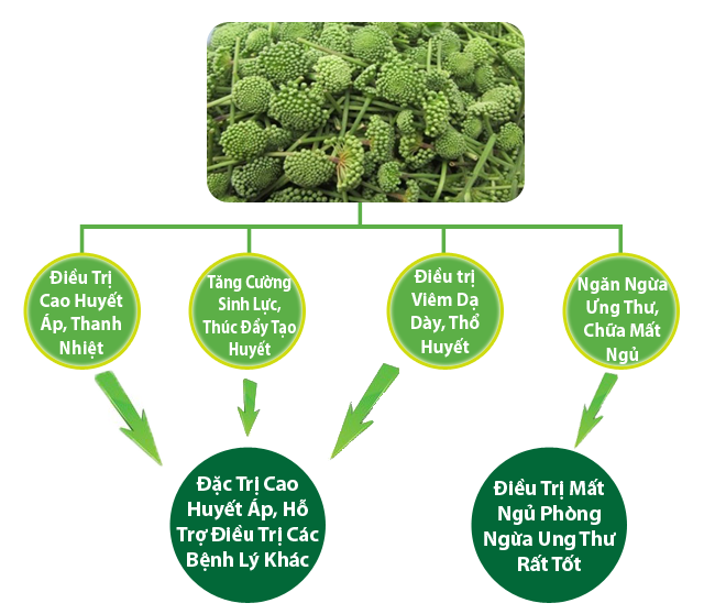 Tác dụng của nụ hoa tam thất