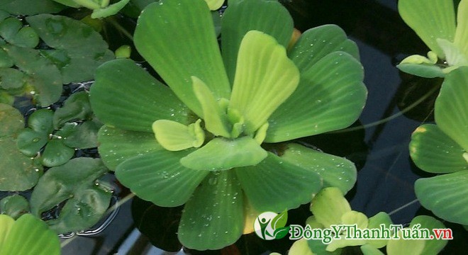 Trị viêm mũi dị ứng bằng bèo cái