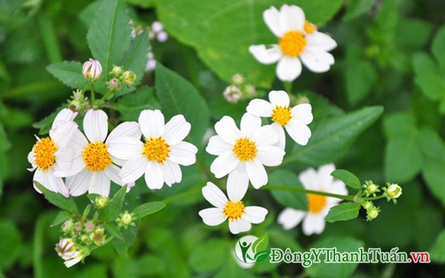 Trị viêm mũi dị ứng bằng hoa xuyến chi