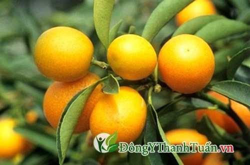 Trị viêm mũi dị ứng bằng quả quất