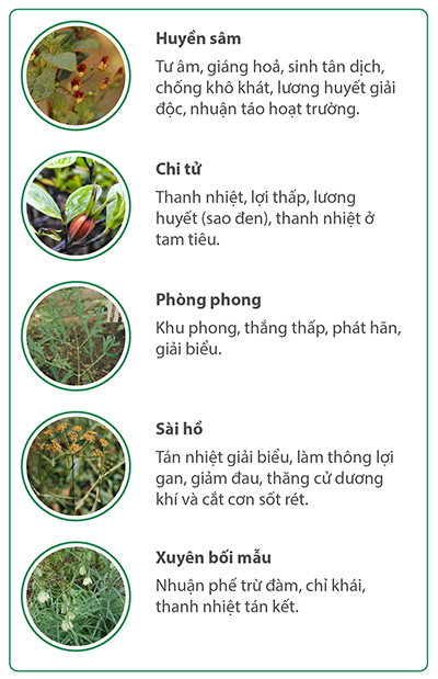 vi-thuoc-thanh-ty-linh-02